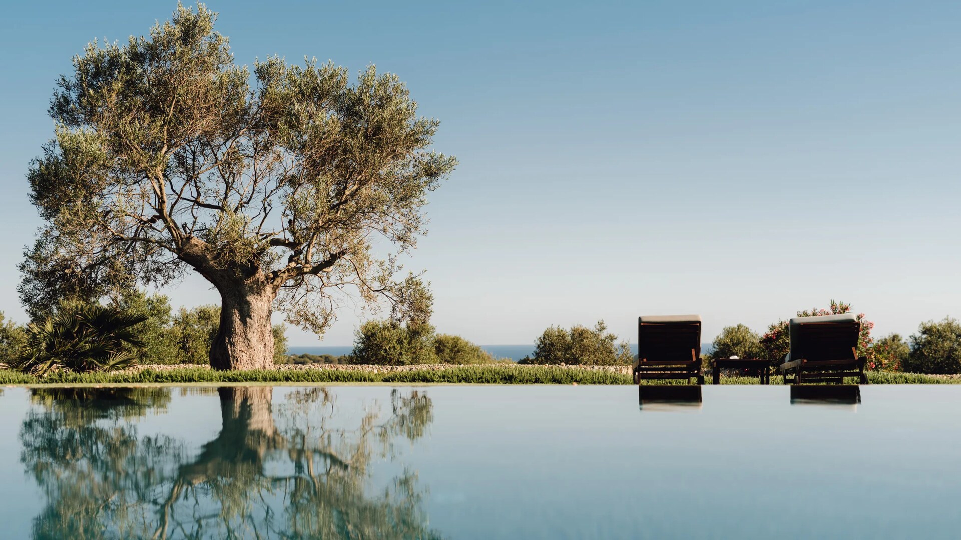 Torralbenc, Menorca — an infinity pool beneath an old olive tree