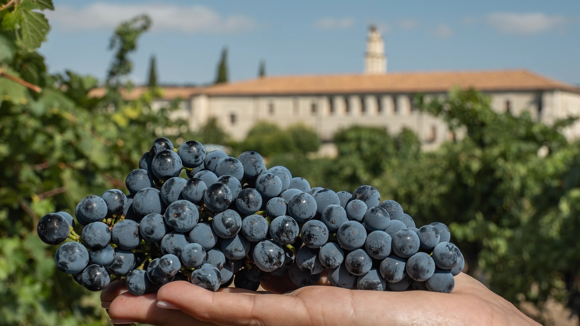 Abadía Retuerta LeDomaine