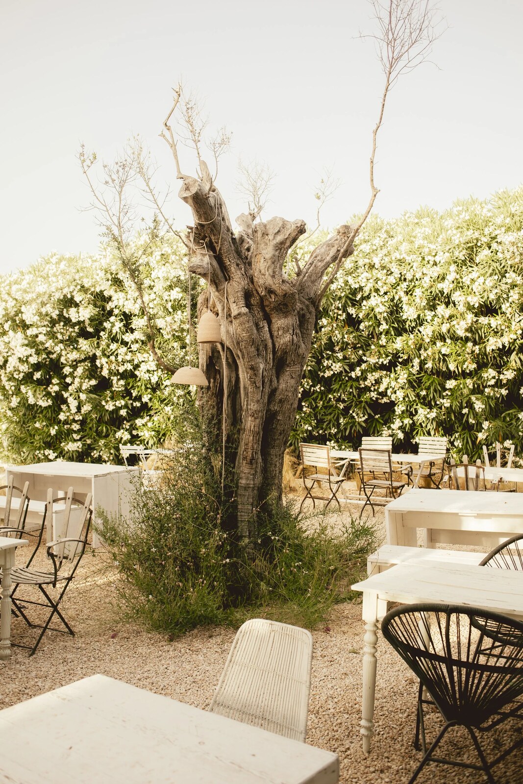 Can Domo &mdash; a gnarled olive tree shading the garden seating