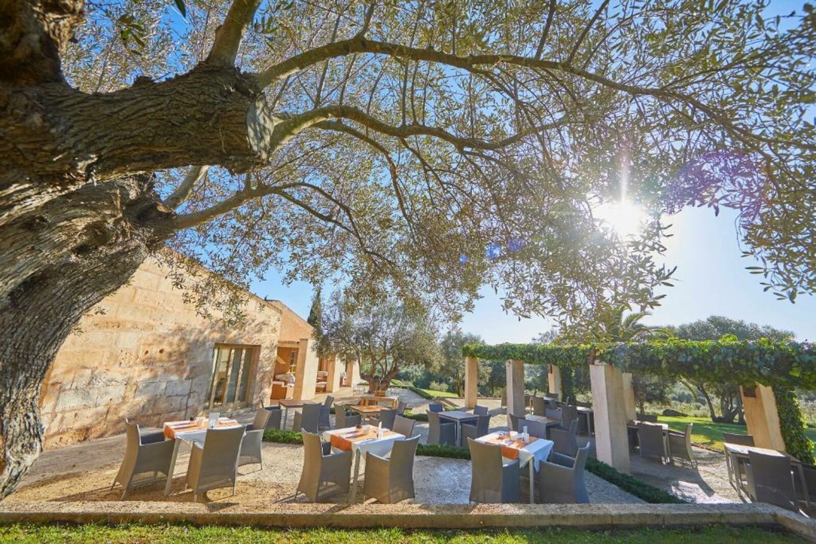 Son Penya Petit Hotel — dining under the olive tree