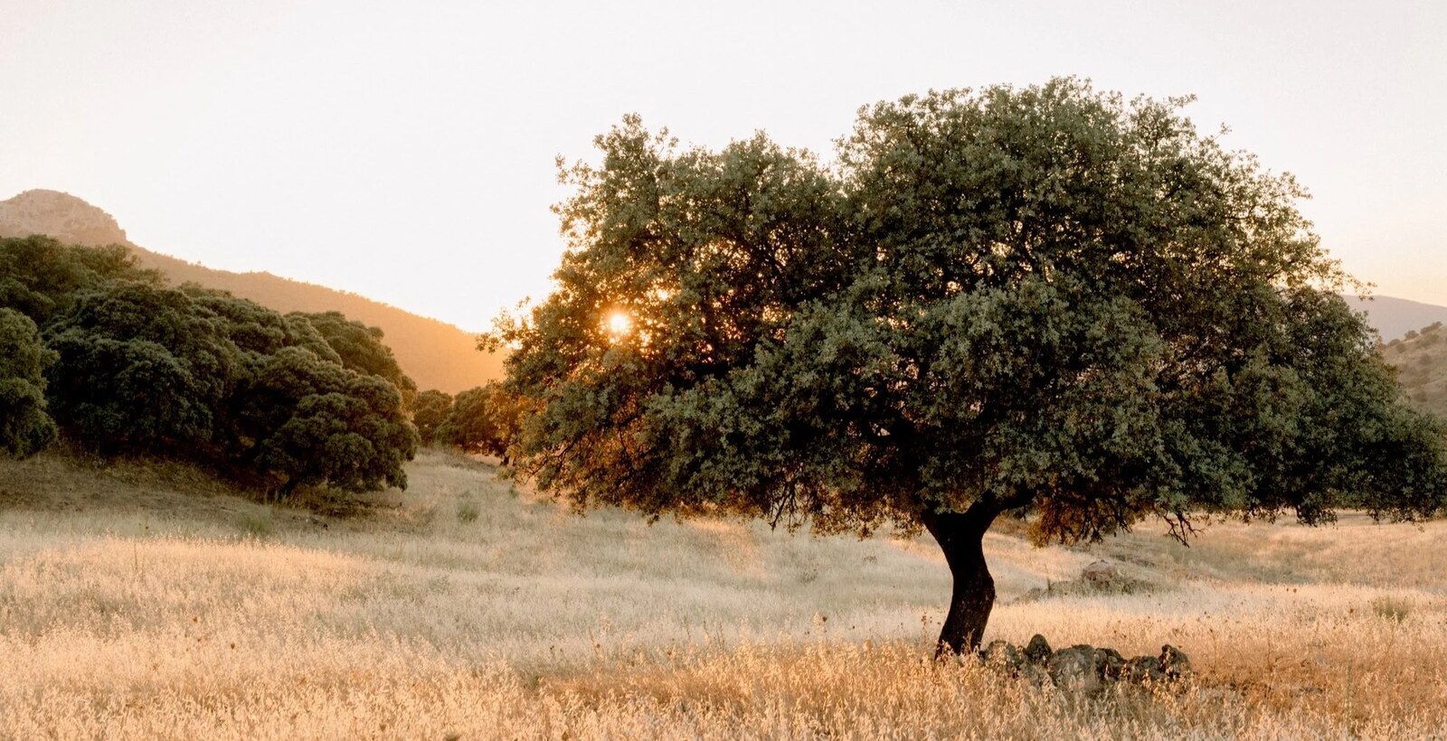 La Donaira &mdash; a holm oak in the estate's pastureland