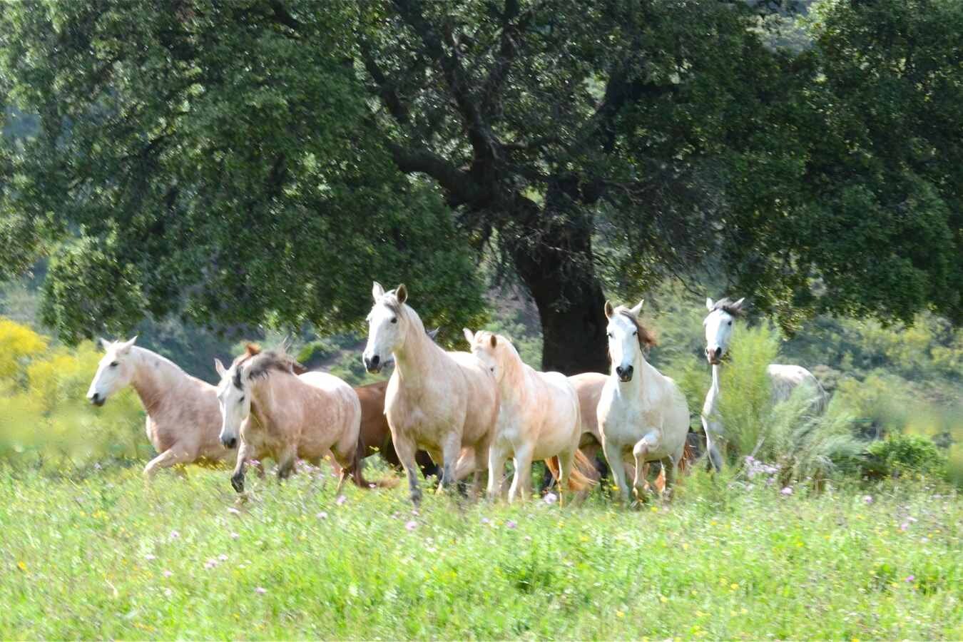 La Donaira &mdash; the estate's Lusitano horses